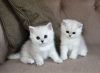 Photo №2 de l'annonce № 123358 de la vente british shorthair - acheter à Allemagne annonce privée, éleveur