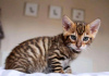 Photo №3. Superbes chatons Toyger Business WhatsApp 37256062792. La finlande