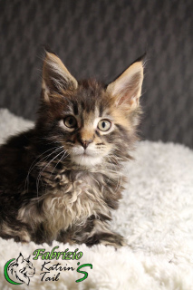 Photo №1. maine coon - à vendre en ville de Saint-Pétersbourg | 735€ | Annonce № 4706