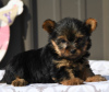 Photo №2 de l'annonce № 50502 de la vente yorkshire terrier - acheter à USA annonce privée