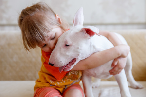 Photo №1. bull terrier - à vendre en ville de Stavropol | 864€ | Annonce №5537