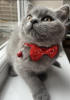 Photo №2 de l'annonce № 103833 de la vente british shorthair - acheter à Allemagne 