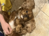 Photo №3. Cavalier King Charles Spaniel. Bulgarie