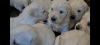 Photo №2 de l'annonce № 108832 de la vente golden retriever - acheter à USA annonce privée, de la fourrière, de l'abri, éleveur