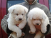 Photo №2 de l'annonce № 63664 de la vente akita (chien) - acheter à USA 