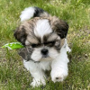 Photo №3. Chiots Shih Tzu. USA