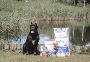 Photos supplémentaires: Chien Cane Corso pour le tricot