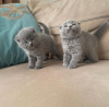 Photo №1. scottish fold - à vendre en ville de Дармштадт | négocié | Annonce № 109461