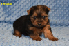 Photo №4. Je vais vendre yorkshire terrier en ville de State Line.  - prix - Gratuit