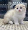 Photo №1. british shorthair - à vendre en ville de New york | 246€ | Annonce № 83955