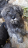 Photo №1. schnauzer moyen, schnauzer miniature - à vendre en ville de Loznica | 300€ | Annonce №123692