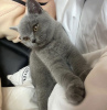 Photo №3. chaton british shorthair. Allemagne