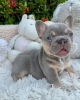 Photo №3. Beaux chiots Bouledogue Français à vendre. Allemagne