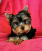 Photo №2 de l'annonce № 123408 de la vente yorkshire terrier - acheter à Grèce annonce privée