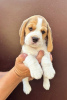 Photo №3. Chiots Beagle des meilleurs parents d'exposition. Serbie