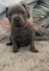 Photo №1. american staffordshire terrier - à vendre en ville de Wiesbaden | 663€ | Annonce №108833