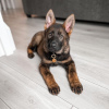 Photo №3. Chiots berger allemand. Bulgarie