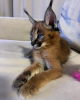 Photo №3. Chaton caracal sympathique à adopter et chaton serval africain à vendre. USA