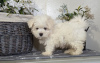 Photo №1. bichon maltais - à vendre en ville de Milan | 351€ | Annonce №107577