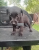 Photo №1. patterdale terrier - à vendre en ville de Аугсбург | 284€ | Annonce №70935