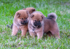 Photos supplémentaires: Chiots shiba inu