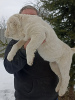 Photo №2 de l'annonce № 40616 de la vente chien bâtard - acheter à Lituanie de la fourrière