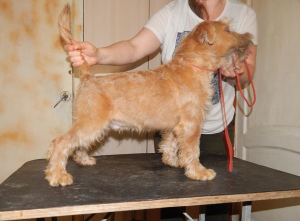 Photo №3. Irish Soft Coated Wheaten Terrier. Fédération de Russie