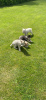 Photo №2 de l'annonce № 63489 de la vente husky de sibérie - acheter à USA éleveur