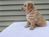 Photo №1. golden retriever - à vendre en ville de Калифорния Сити | 473€ | Annonce №56555