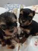 Photo №4. Je vais vendre biewer yorkshire terrier, yorkshire terrier en ville de Tallinn. annonce privée, éleveur - prix - 450€