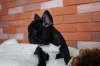 Photo №1. bouledogue - à vendre en ville de Aachen | 250€ | Annonce №32414