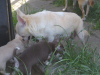 Photos supplémentaires: Adorables chiots chihuahua poil court