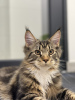 Photo №1. maine coon - à vendre en ville de Вознесенск | 1500€ | Annonce № 84469