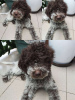 Photo №3. Chiots Lagotto Romagnolo à vendre. Serbie