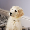 Photo №4. Je vais vendre golden retriever en ville de Тилбург. annonce privée - prix - 380€