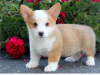 Photo №1. welsh corgi - à vendre en ville de Vienna | négocié | Annonce №124797