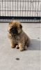 Photo №3. Cau Cau Chow Chow Bovins des deux sexes. Serbie