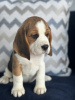 Photo №2 de l'annonce № 102247 de la vente beagle - acheter à USA annonce privée