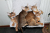 Photo №1. chausie - à vendre en ville de Stockholm | négocié | Annonce № 122004