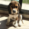 Photo №1. beagle - à vendre en ville de Reykjavík | 650€ | Annonce №50272