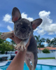 Photo №1. bouledogue - à vendre en ville de Leipzig | 360€ | Annonce №127368