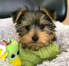 Photo №2 de l'annonce № 127301 de la vente biewer yorkshire terrier - acheter à USA 