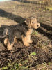 Photos supplémentaires: Chiots Lakeland Terrier