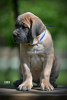 Photos supplémentaires: Chiots Cane Corso