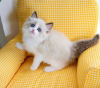 Photo №1. ragdoll - à vendre en ville de Neustadt | 350€ | Annonce № 58265