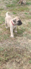 Photo №3. Chiots Bullmastiff. Serbie