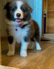 Photo №4. Je vais vendre border collie en ville de Koursk. éleveur - prix - 739€