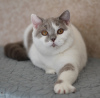 Photo №1. british shorthair - à vendre en ville de Magnitogorsk | négocié | Annonce № 102881