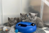 Photo №1. british shorthair - à vendre en ville de Stockholm | négocié | Annonce № 96283