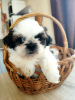 Photo №3. Chiots Shih Tzu. Biélorussie